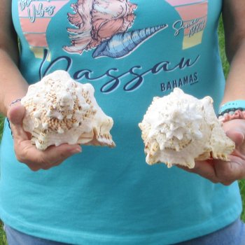 Two piece lot of 7" Frog Shells for sale - $19/lot