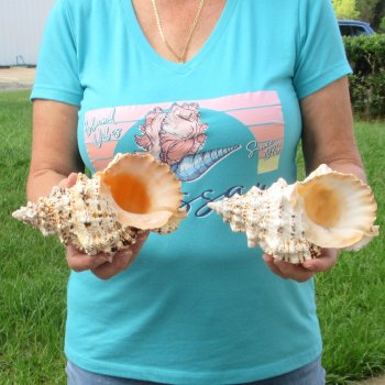 Two piece lot of 7" Frog Shells for sale - $19/lot