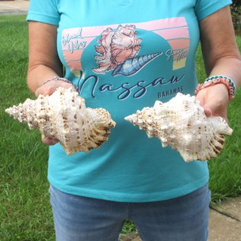 Two piece lot of 7" Frog Shells for sale - $19/lot