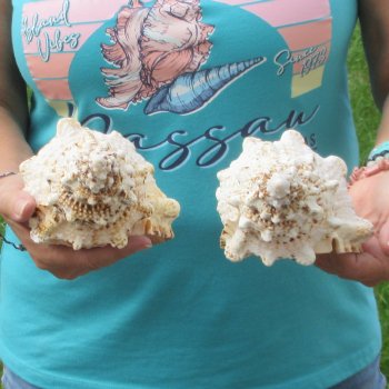 Two piece lot of 7" Frog Shells for sale - $19/lot