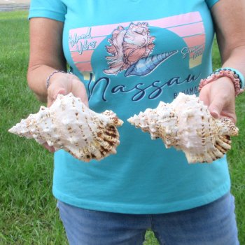 Two piece lot of 7" Frog Shells for sale - $19/lot