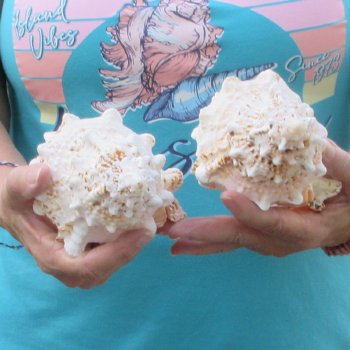 Two piece lot of 7" Frog Shells for sale - $19/lot