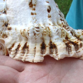 Two piece lot of 7" Frog Shells for sale - $19/lot