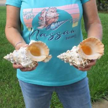 Two piece lot of 7" Frog Shells for sale - $19/lot