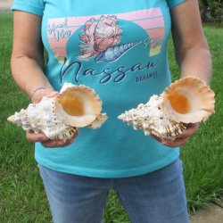 Two piece lot of 7" Frog Shells for sale - $19/lot