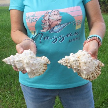 Two piece lot of 7" Frog Shells for sale - $19/lot