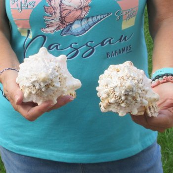 Two piece lot of 7" Frog Shells for sale - $19/lot