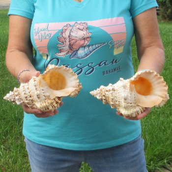 Two piece lot of 7" Frog Shells for sale - $19/lot