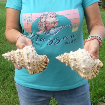 Two piece lot of 7" Frog Shells for sale - $19/lot