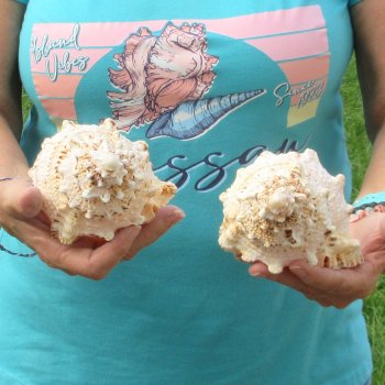 Two piece lot of 7" Frog Shells for sale - $19/lot