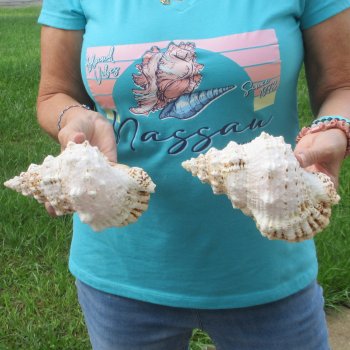 Two piece lot of 7" Frog Shells for sale - $19/lot