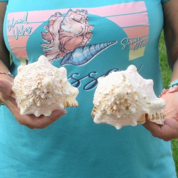 Two piece lot of 7" Frog Shells for sale - $19/lot