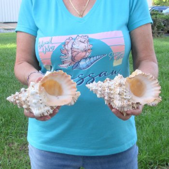 Two piece lot of 7" Frog Shells for sale - $19/lot