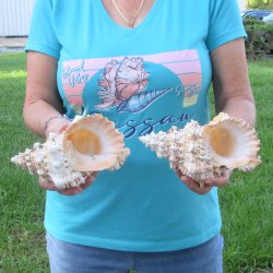 Two piece lot of 7" Frog Shells for sale - $19/lot