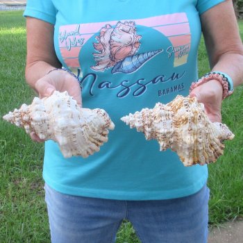 Two piece lot of 7" Frog Shells for sale - $19/lot