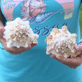 Two piece lot of 7" Frog Shells for sale - $19/lot