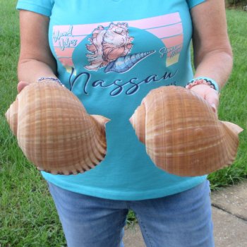 Two piece lot of 7" Tonna Shells for Sale - $20/lot