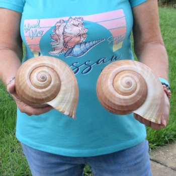 Two piece lot of 7" Tonna Shells for Sale - $20/lot