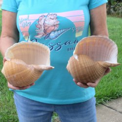 Two piece lot of 7" Tonna Shells for Sale - $20/lot