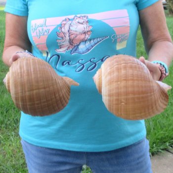 Two piece lot of 7" Tonna Shells for Sale - $20/lot