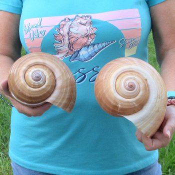 Two piece lot of 7" Tonna Shells for Sale - $20/lot