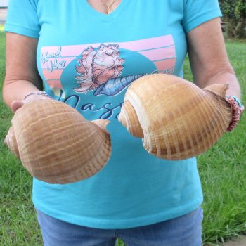 Two piece lot of 7" Tonna Shells for Sale - $20/lot