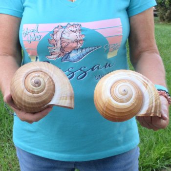 Two piece lot of 7" Tonna Shells for Sale - $20/lot