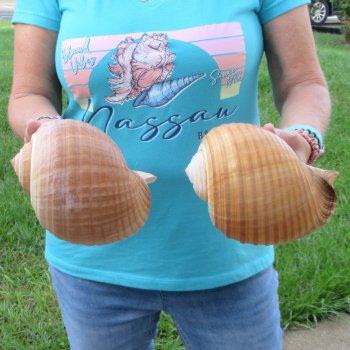 Two piece lot of 7" Tonna Shells for Sale - $20/lot