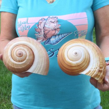 Two piece lot of 7" Tonna Shells for Sale - $20/lot