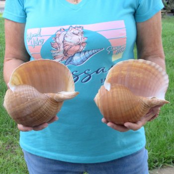 Two piece lot of 7" Tonna Shells for Sale - $20/lot