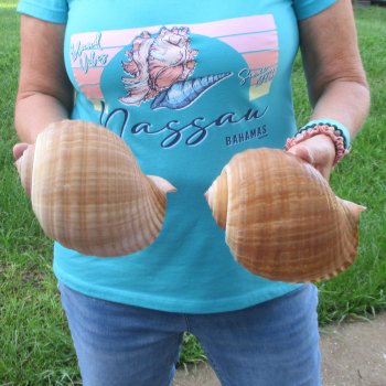 Two piece lot of 7" Tonna Shells for Sale - $20/lot