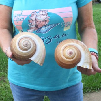 Two piece lot of 7" Tonna Shells for Sale - $20/lot
