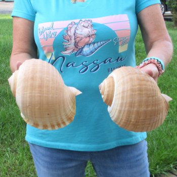 Two piece lot of 7" Tonna Shells for Sale - $20/lot