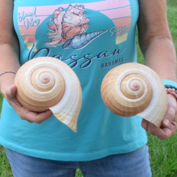 Two piece lot of 7" Tonna Shells for Sale - $20/lot