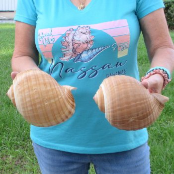 Two piece lot of 7" Tonna Shells for Sale - $20/lot