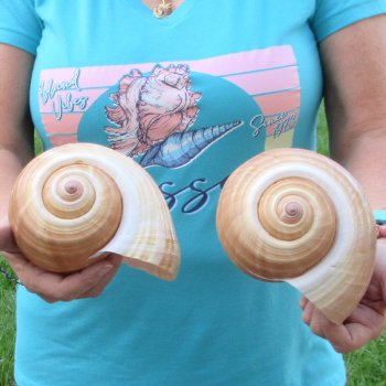 Two piece lot of 7" Tonna Shells for Sale - $20/lot