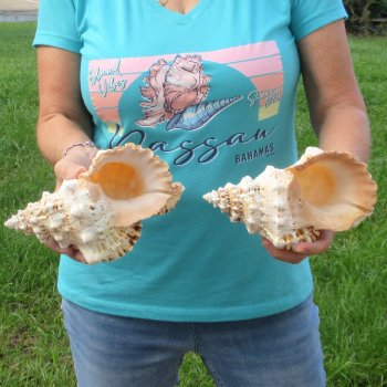 Two piece lot of 8" Frog Shells for sale - $23/lot