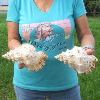 Two piece lot of 8" Frog Shells for sale - $23/lot