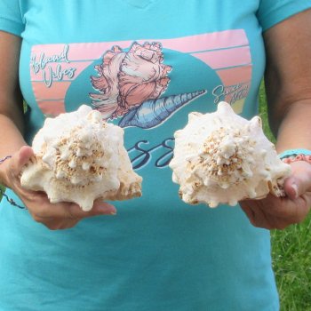 Two piece lot of 8" Frog Shells for sale - $23/lot