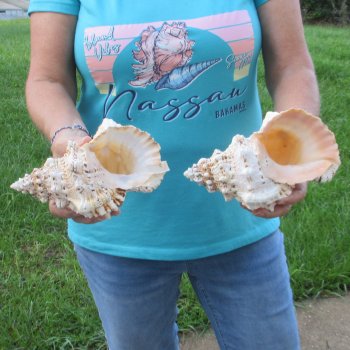 Two piece lot of 8" Frog Shells for sale - $23/lot