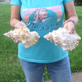 Two piece lot of 8" Frog Shells for sale - $23/lot