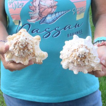 Two piece lot of 8" Frog Shells for sale - $23/lot