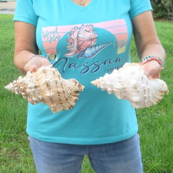 Two piece lot of 8" Frog Shells for sale - $23/lot