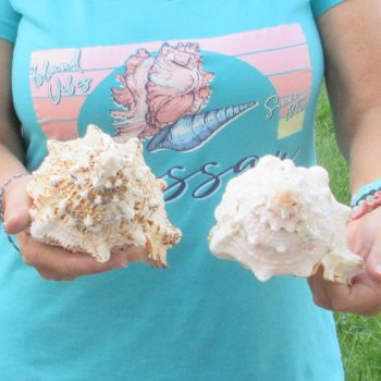 Two piece lot of 8" Frog Shells for sale - $23/lot