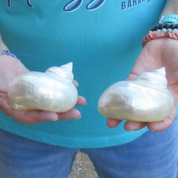 2pc Pearl Turbo shells- for $20/lot