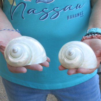 2pc Pearl Turbo shells- for $20/lot