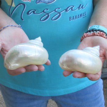 2pc Pearl Turbo shells- for $20/lot