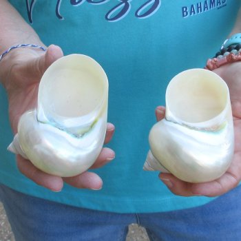 2pc Pearl Turbo shells- for $20/lot