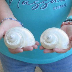 2pc Pearl Turbo she...