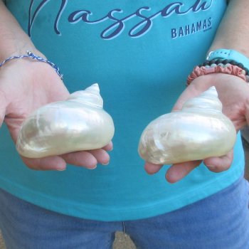 2pc Pearl Turbo shells- for $20/lot